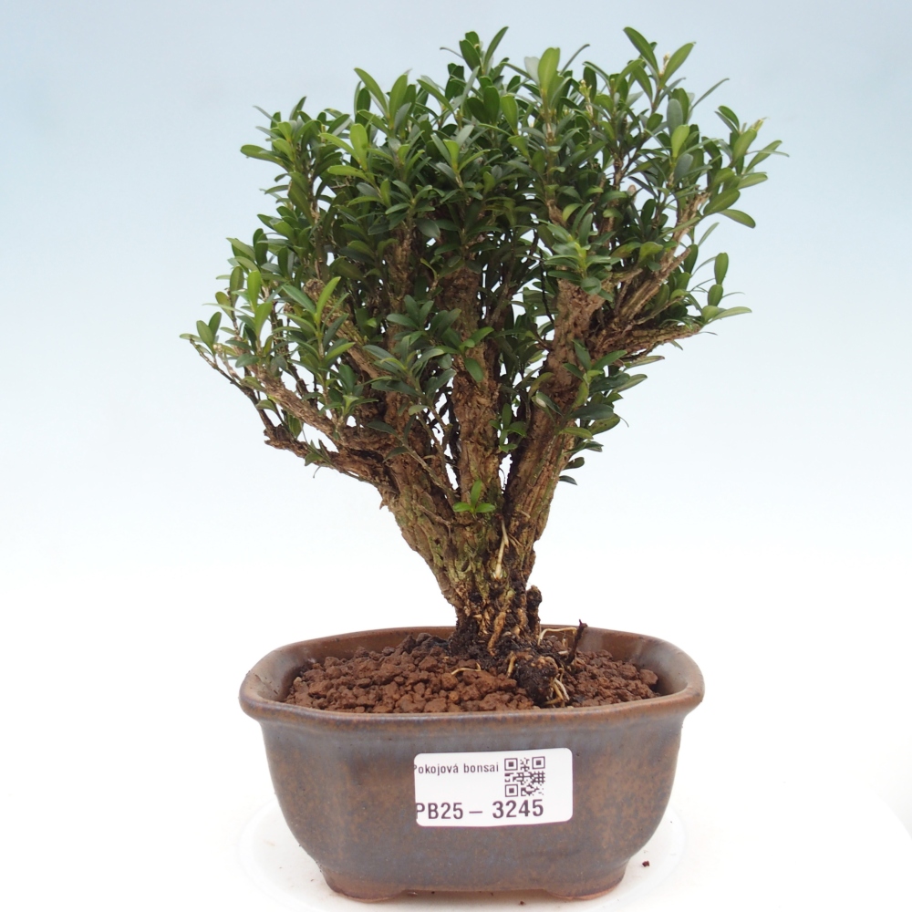 Room bonsai - Buxus harlandii - cork buxus