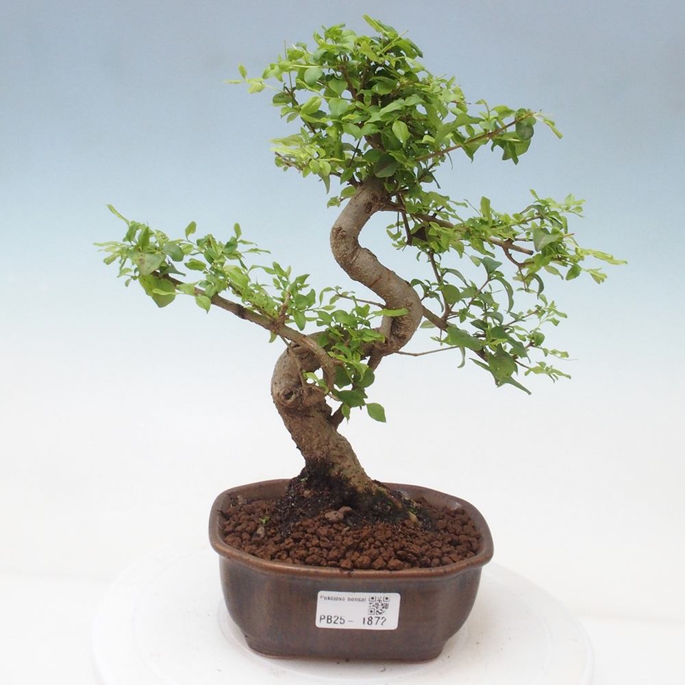 Indoor bonsai -Ligustrum chinensis - Bird's beak