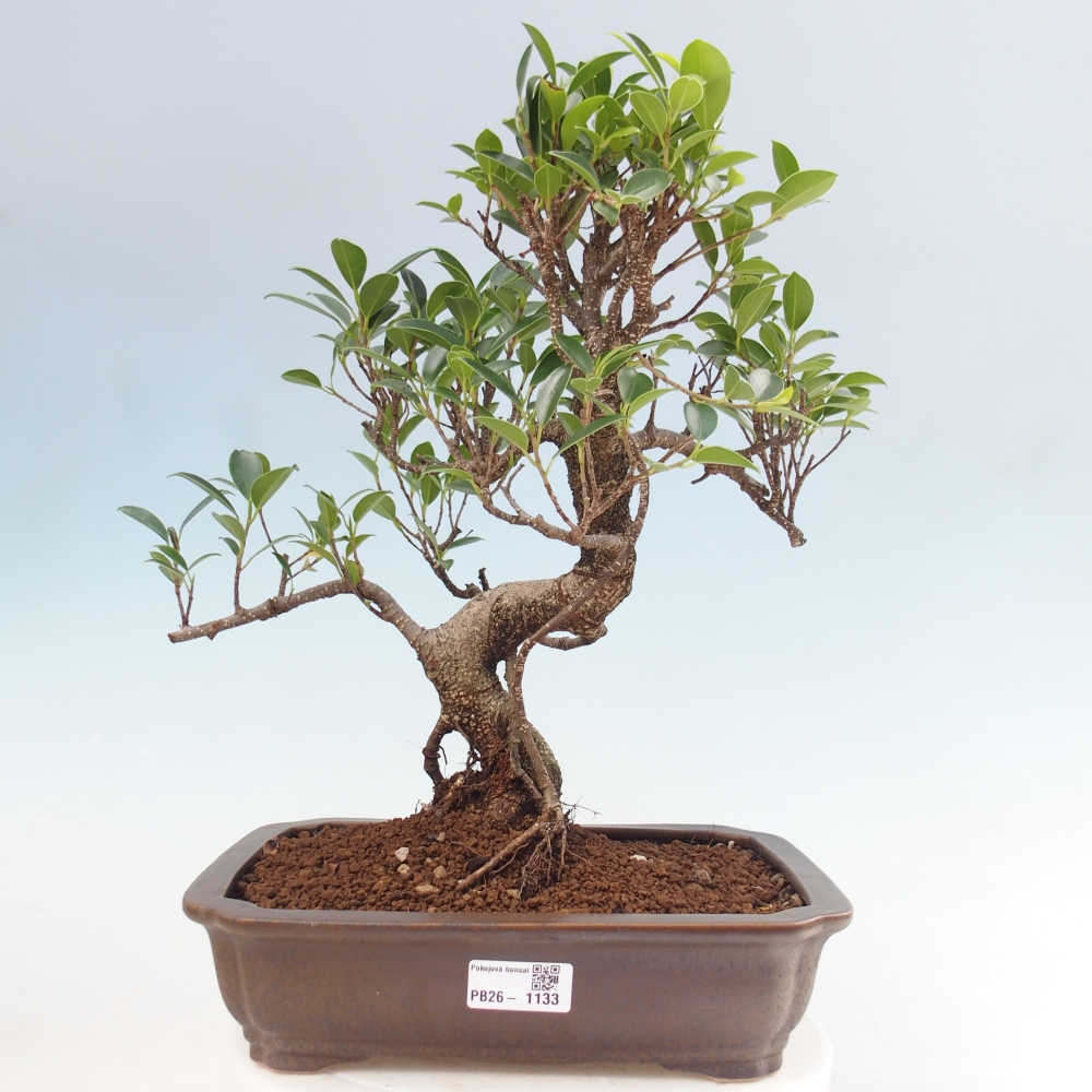 Room bonsai - Ficus kimmen - small-leaved ficus