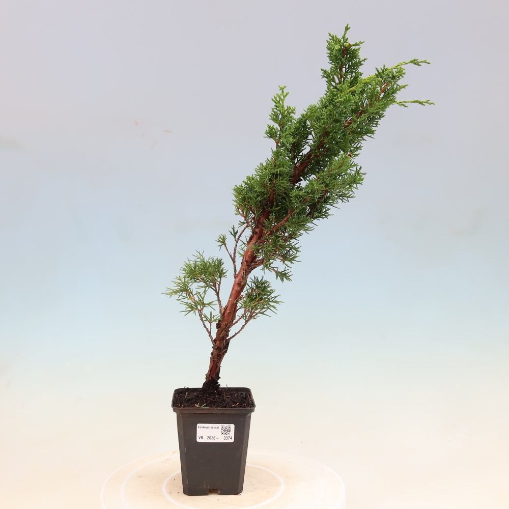 Outdoor bonsai - Juniperus chinensis Kishu