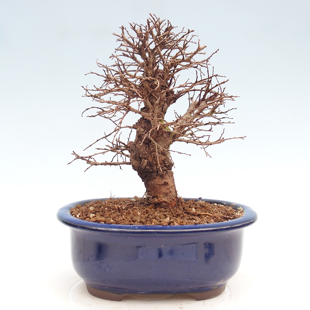 Outdoor bonsai - Zelkova - Zelkova NIRE