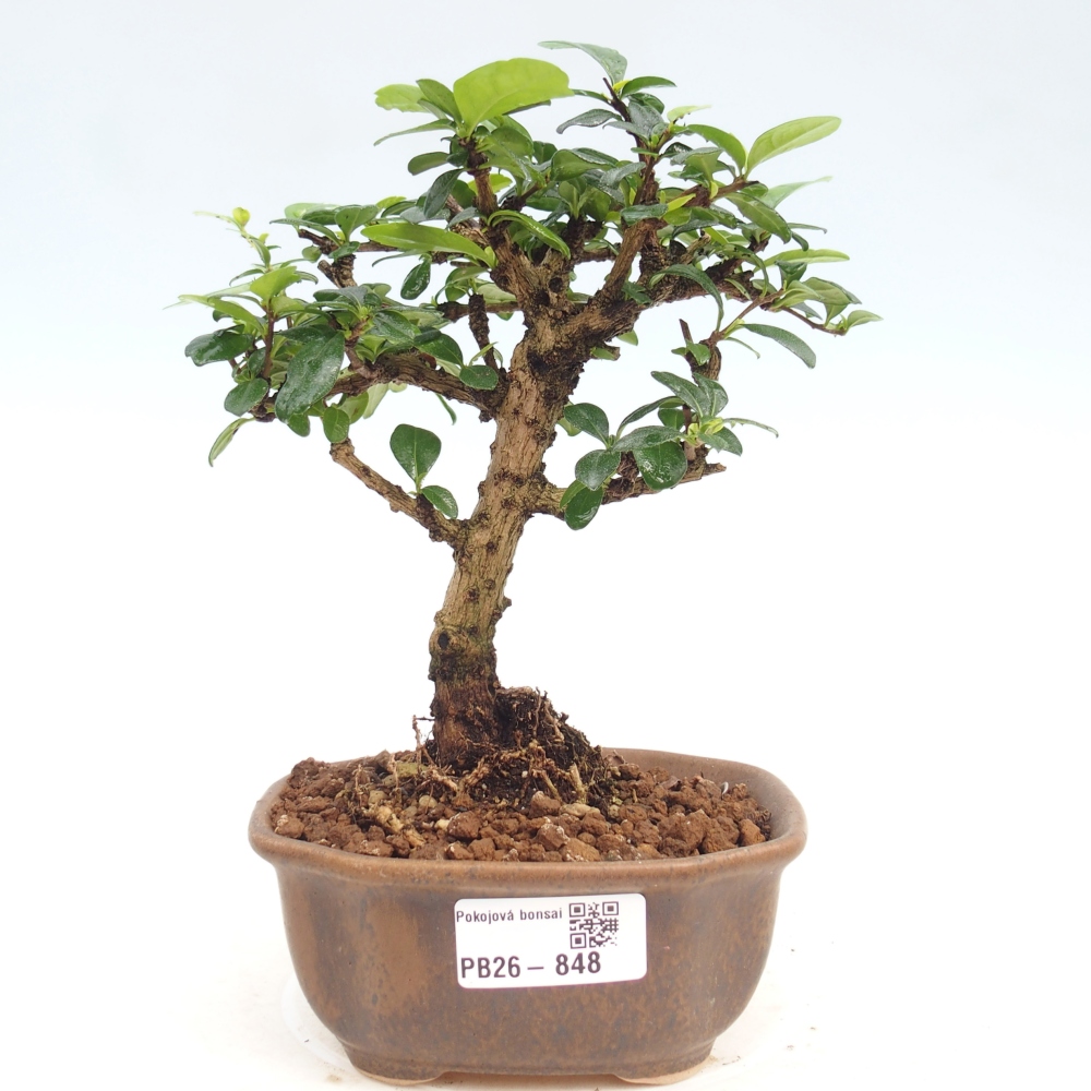 Room bonsai - Carmona macrophylla - Tea fuki