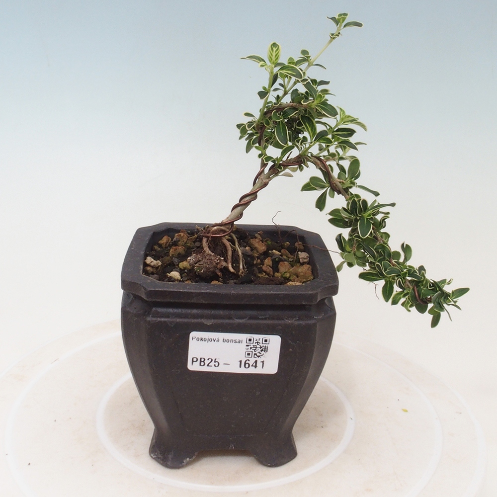 Indoor bonsai - Serissa foetida Variegata - Tree of a thousand stars