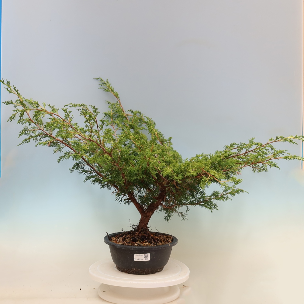 Outdoor bonsai - Juniperus chinensis Itoigawa