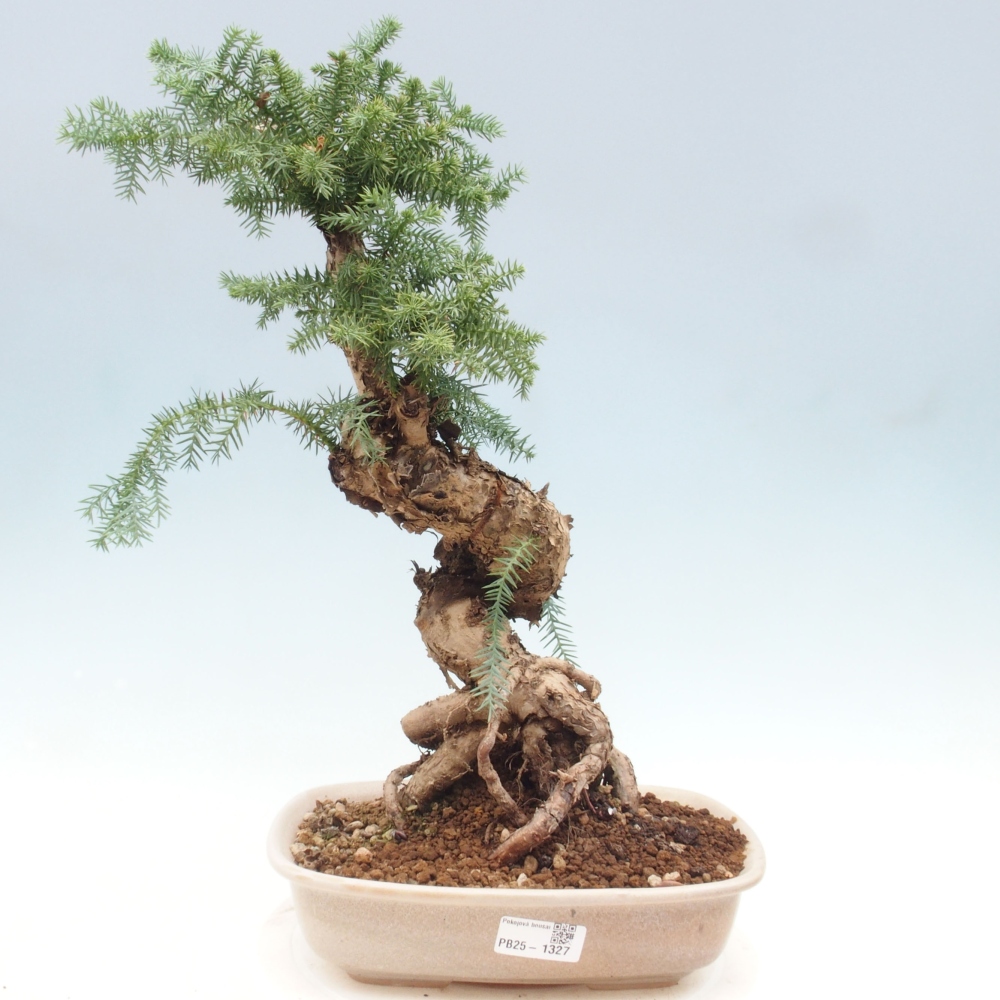Room bonsai - Araukarie - room spruce
