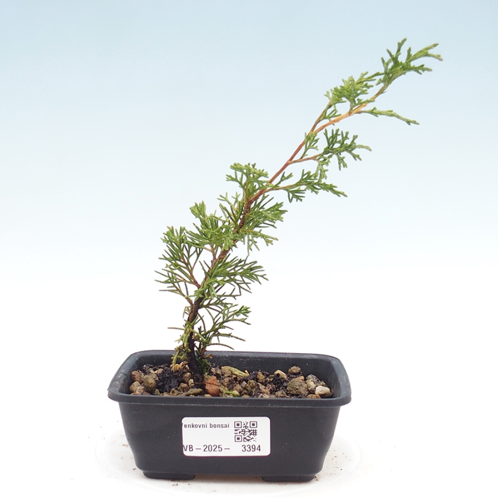 Outdoor bonsai - Juniperus chinensis Itoigawa - Chinese juniper