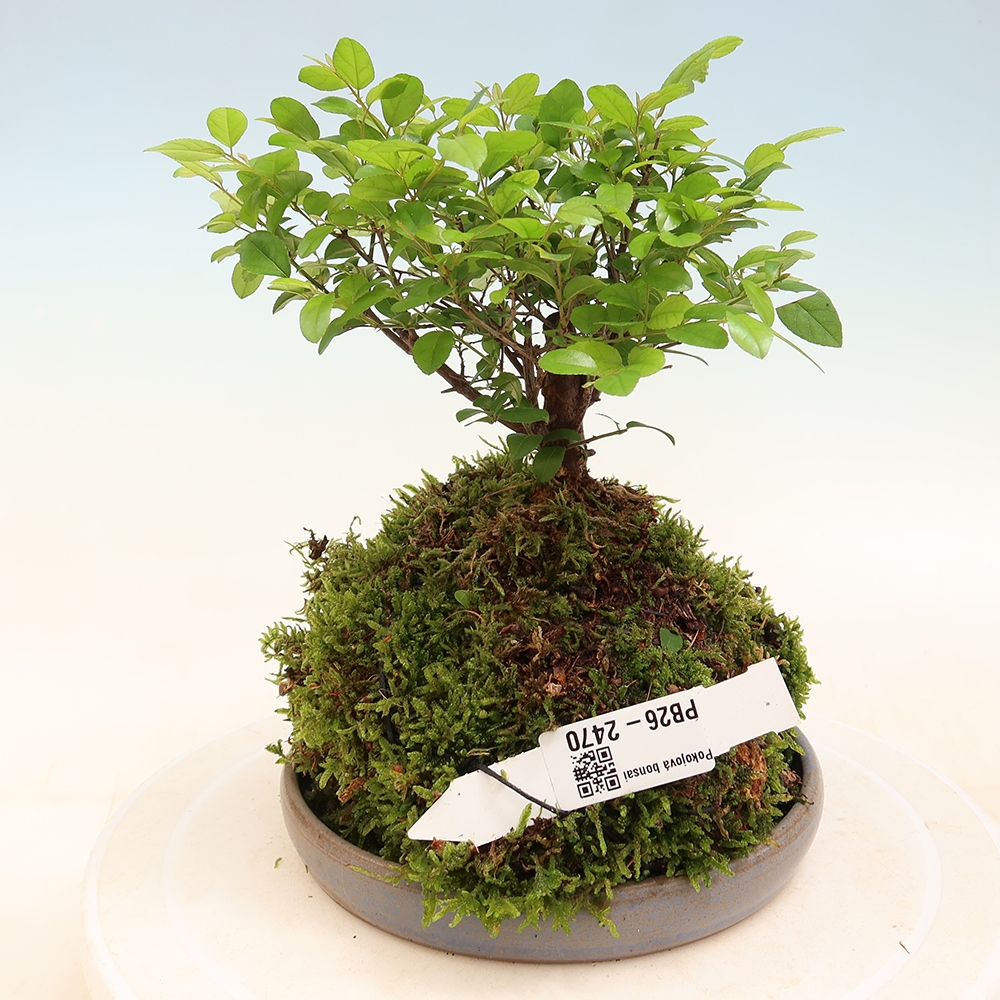 Kokedama with a saucer - Sageretia thea - Sageretia thea