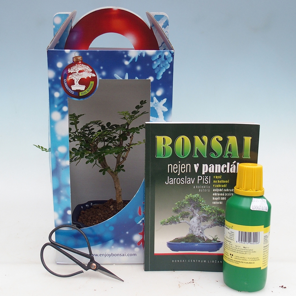 Room bonsai in gift box Zantoxylum piperitum - Pepper tree