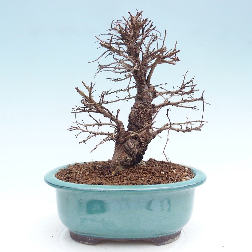 Outdoor bonsai - Zelkova - Zelkova NIRE