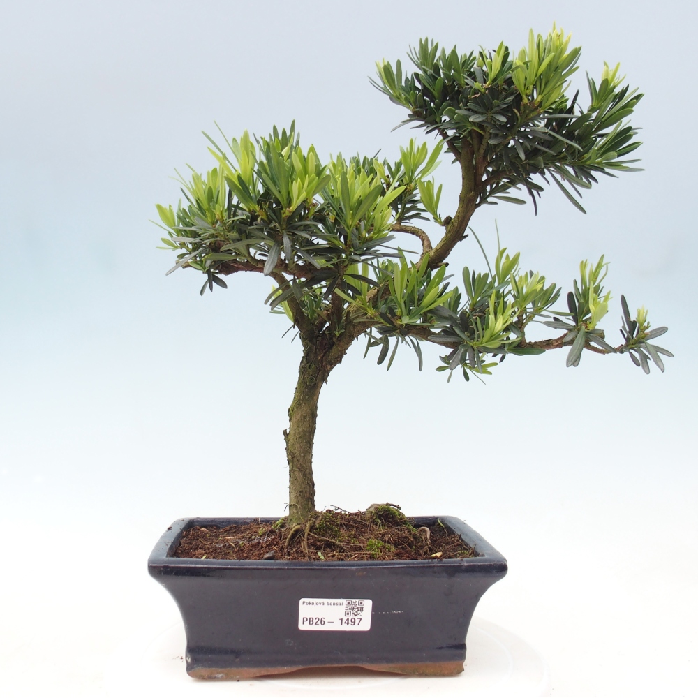 Room bonsai - Podocarpus - Stone Yew