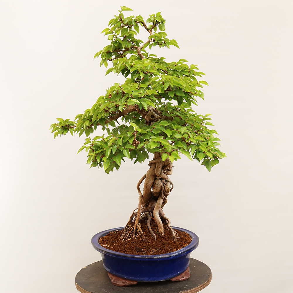 Outdoor bonsai - Carpinus Coreana - Korean hornbeam