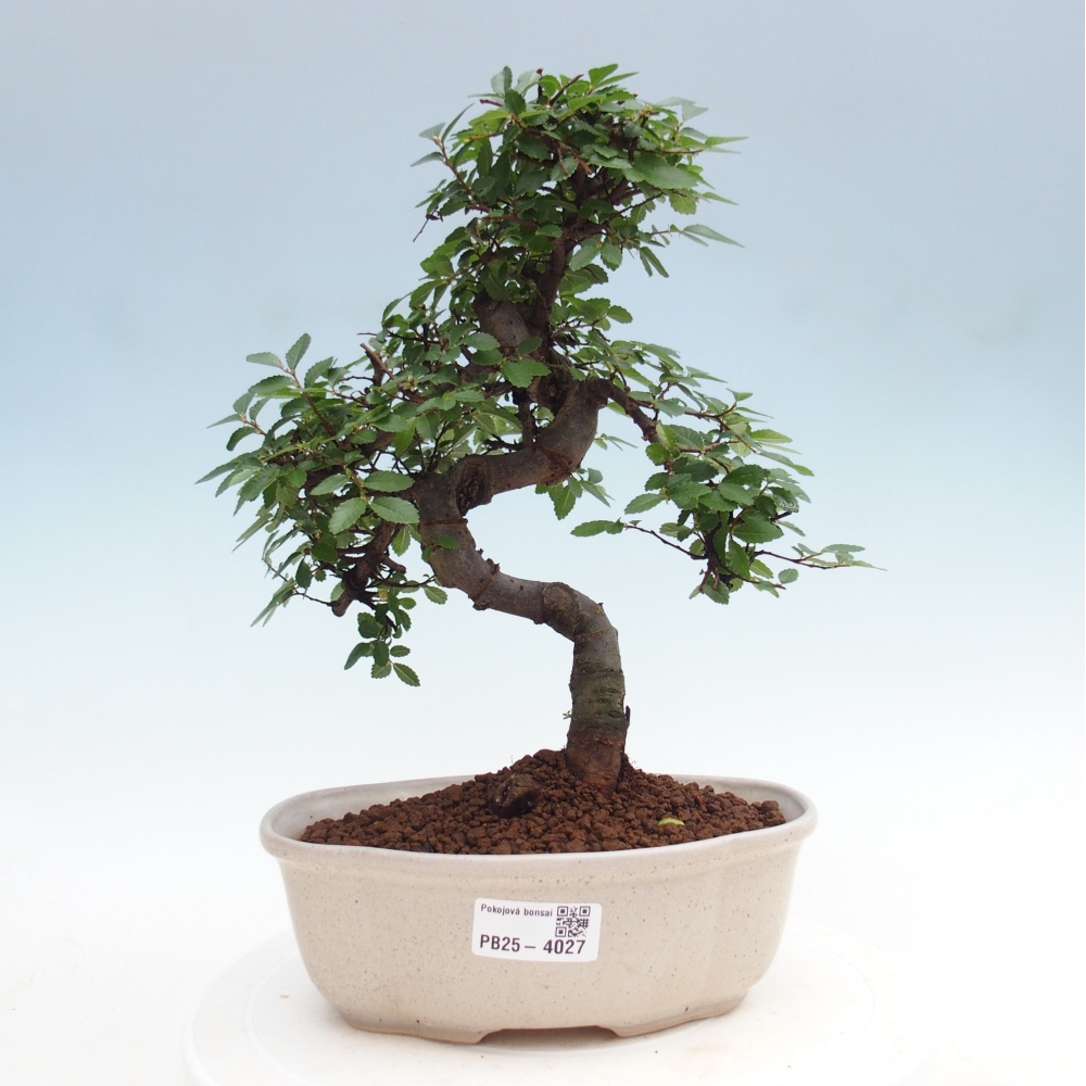 Room bonsai - Ulmus parvifolia - Small-leaved elm