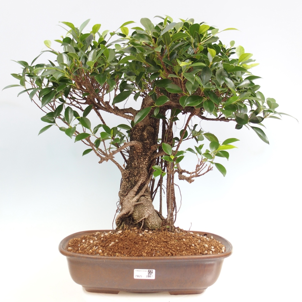 Room bonsai - Ficus kimmen - small-leaved ficus - PERSONAL COLLECTION ONLY or pallet transport