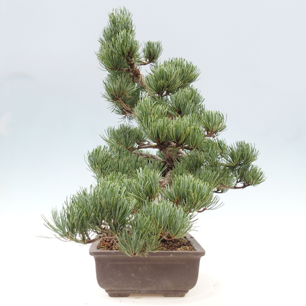 Outdoor bonsai - Pinus parviflora - Small pine tree
