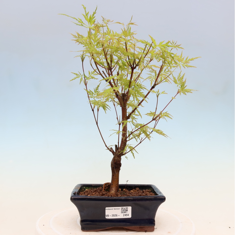 Outdoor bonsai - Acer palmatum Dissectum - Japanese Maple 