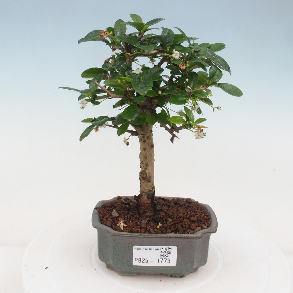 Indoor bonsai - Carmona macrophylla - Fuki tea