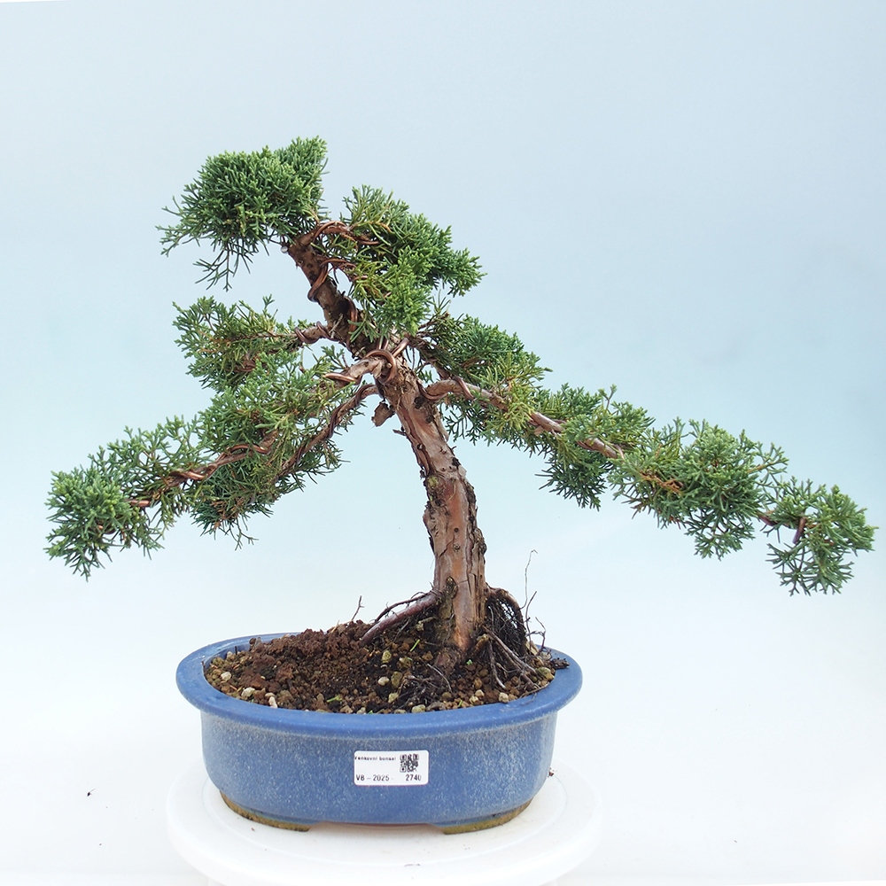 Outdoor bonsai - Juniperus chinensis Kishu - Chinese juniper