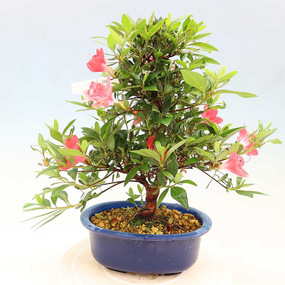 Outdoor bonsai - Japanese Azalea - Azalea Beniko