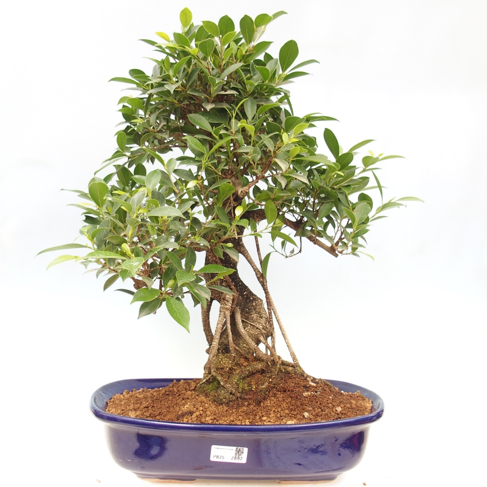Room bonsai - Ficus kimmen - small-leaved ficus - PERSONAL COLLECTION ONLY or pallet transport