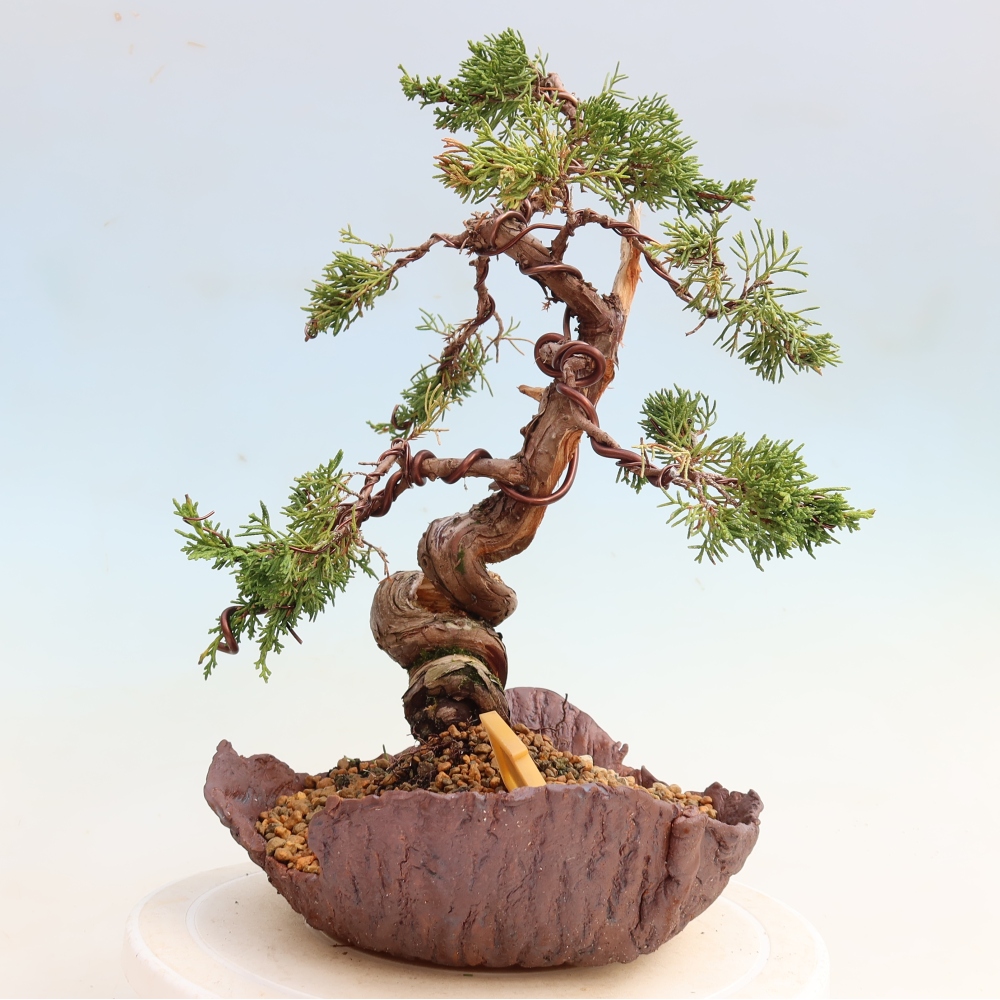 Outdoor Bonsai - Juniperus chinensis Itoigawa - Chinese Juniper