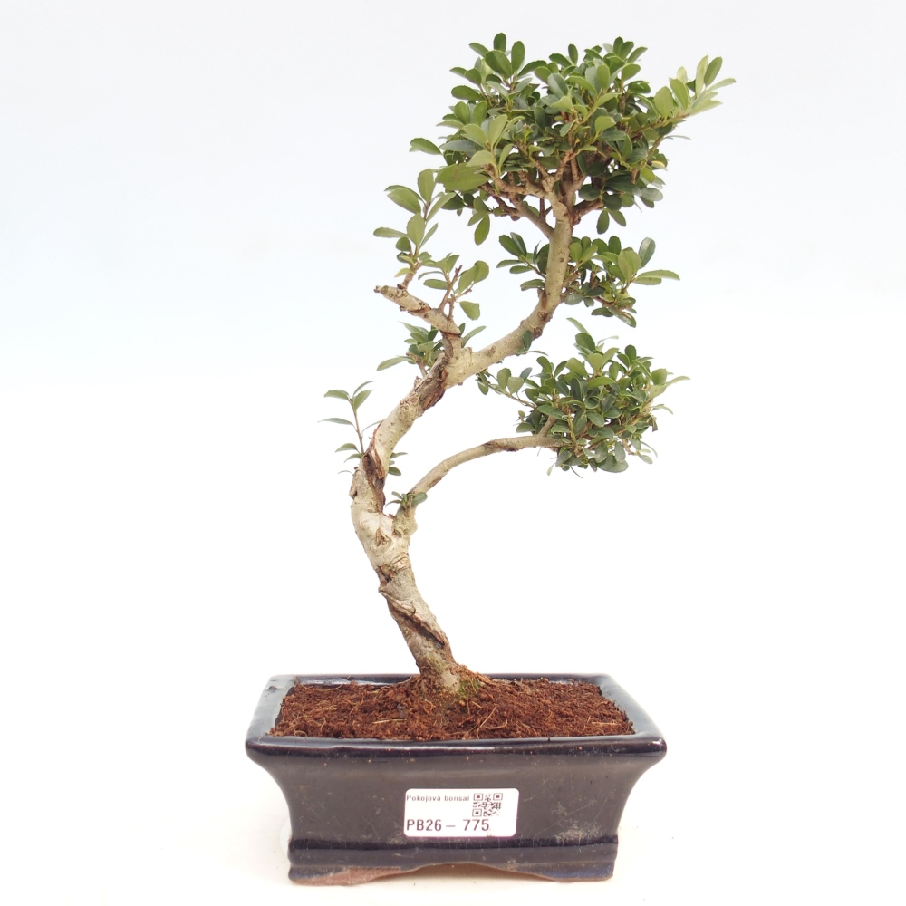 Room bonsai - Ilex crenata - Holly