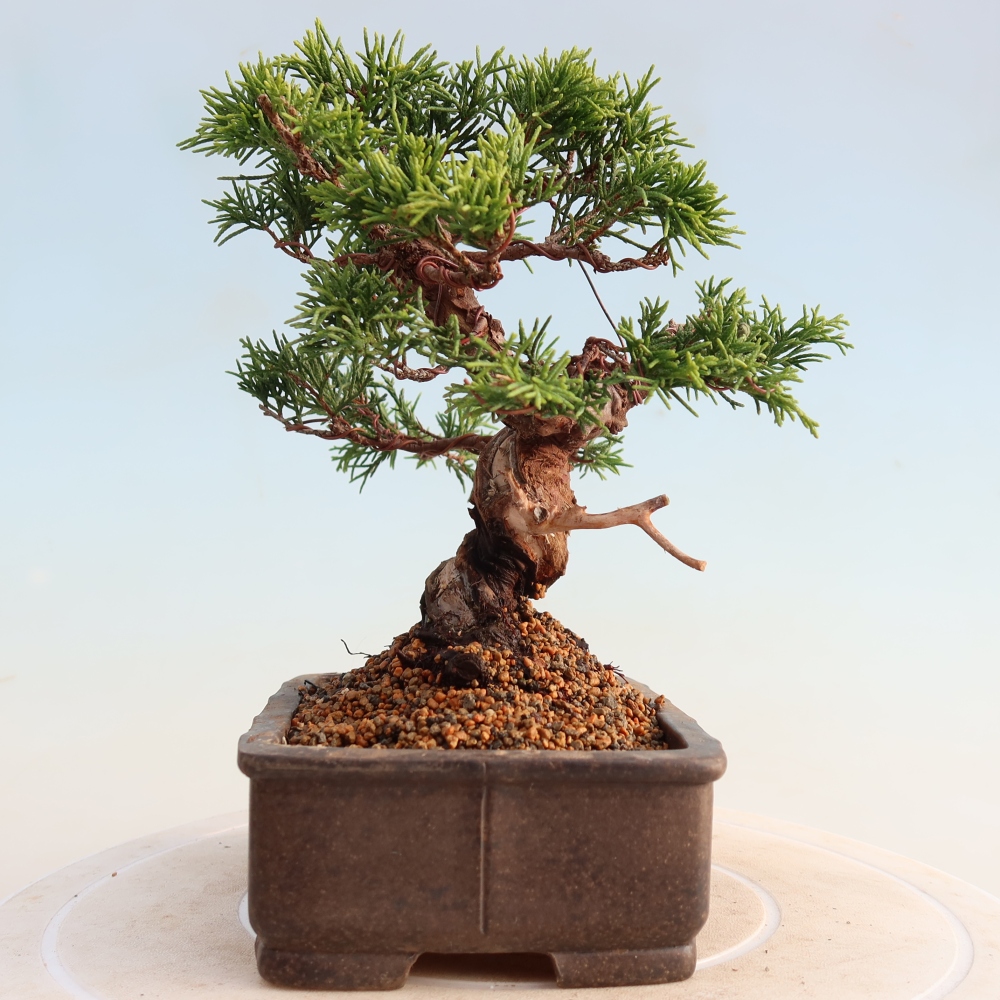 Outdoor bonsai - Juniperus chinensis Itoigawa - Chinese juniper