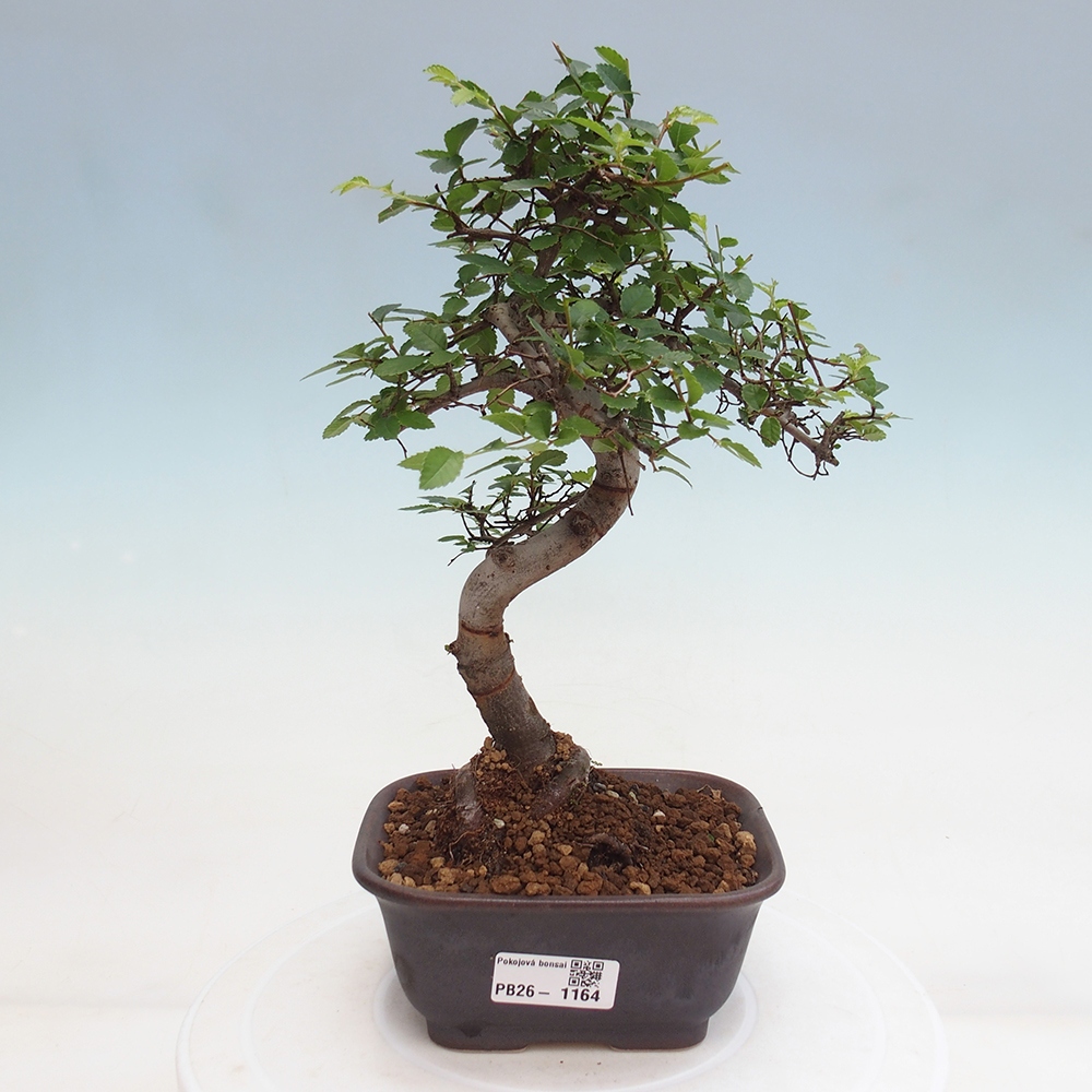 Room bonsai - Ulmus parvifolia - Small-leaved elm
