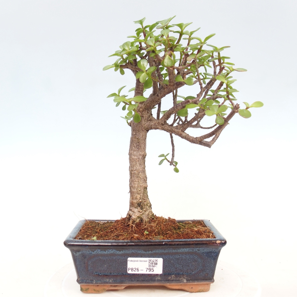 Room bonsai - Portulakaria Afra - Tlustice