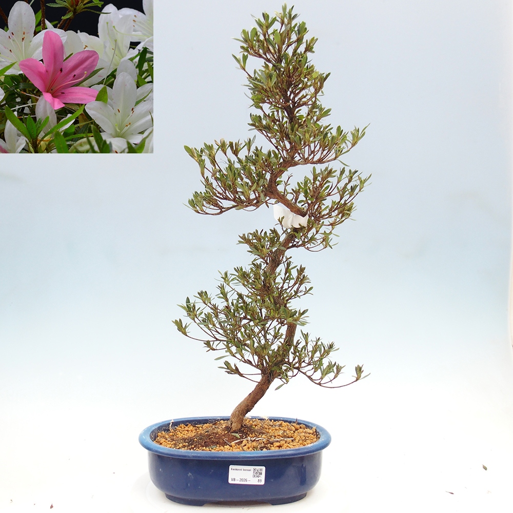 Outdoor bonsai - Japanese Azalea - Azalea Hakurin