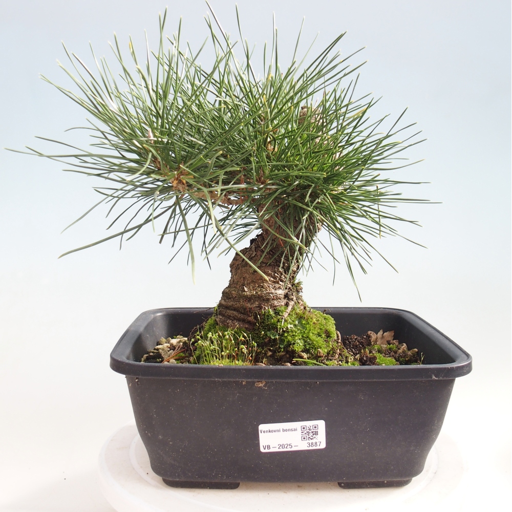Outdoor bonsai - Pinus thunbergii - Thunberg pine