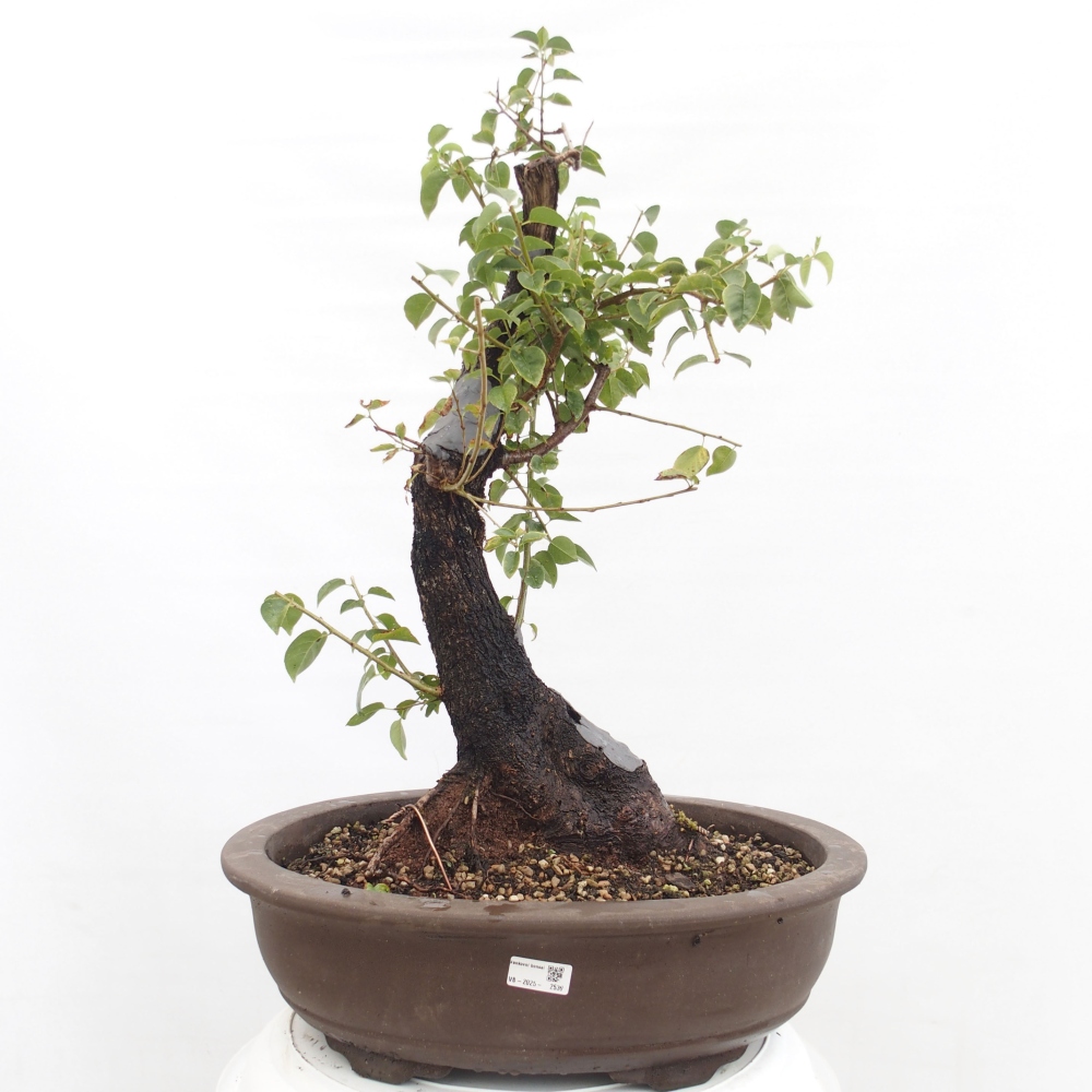 Outdoor bonsai - Mahalebka - Prunus mahaleb