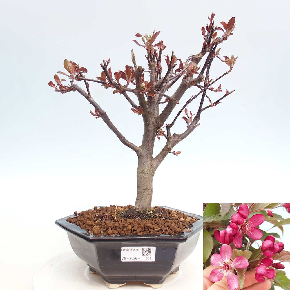 Outdoor bonsai -Malus domestica - Small-fruited red-leaved apple tree