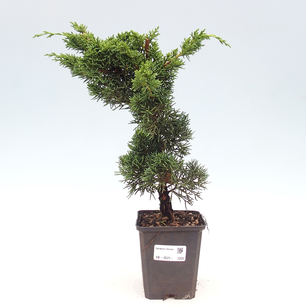Outdoor bonsai - Juniperus chinensis Kishu - Chinese juniper