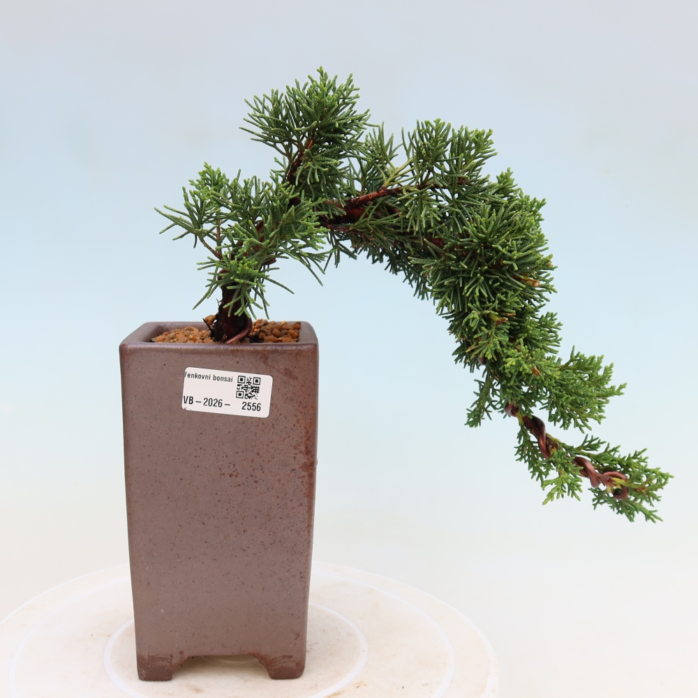 Outdoor bonsai - Juniperus chinensis Kishu