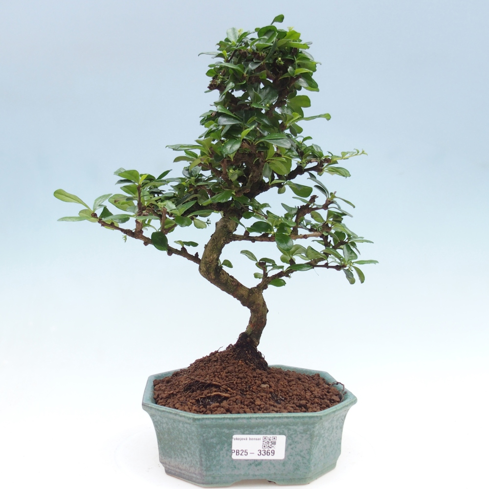 Room bonsai - Carmona macrophylla - Tea fuki