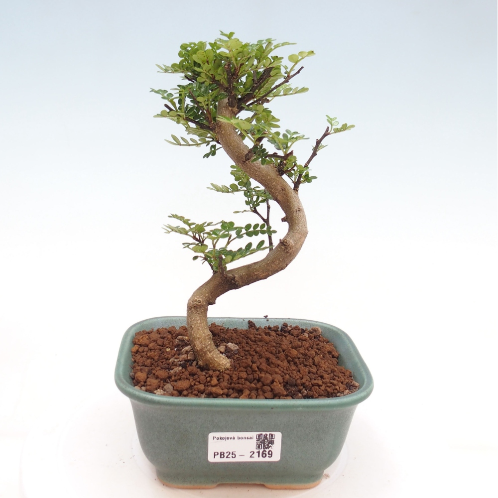 Indoor bonsai -Ligustrum chinensis - Bird's beak