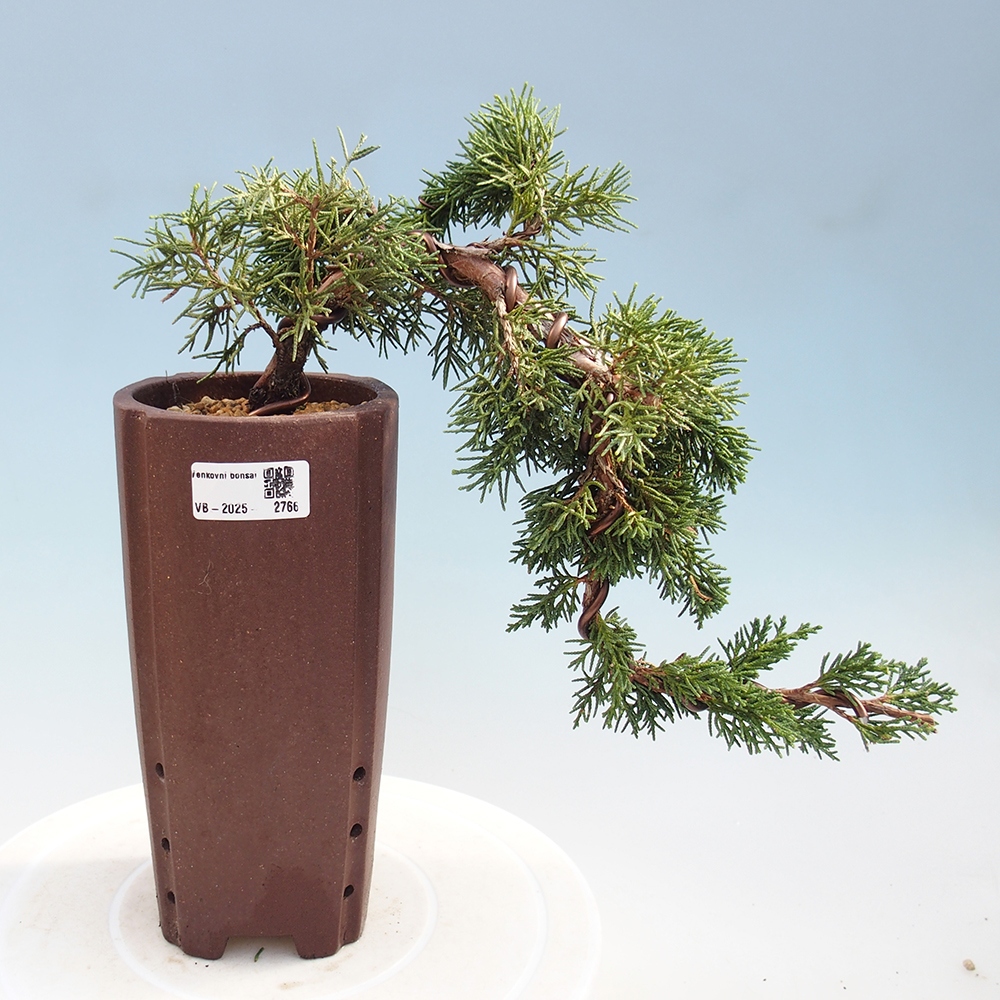Outdoor bonsai - Juniperus chinensis Kishu - Chinese Juniper