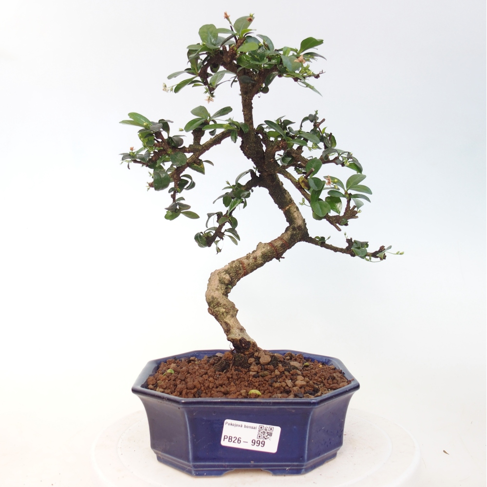 Room bonsai - Carmona macrophylla - Tea fuki
