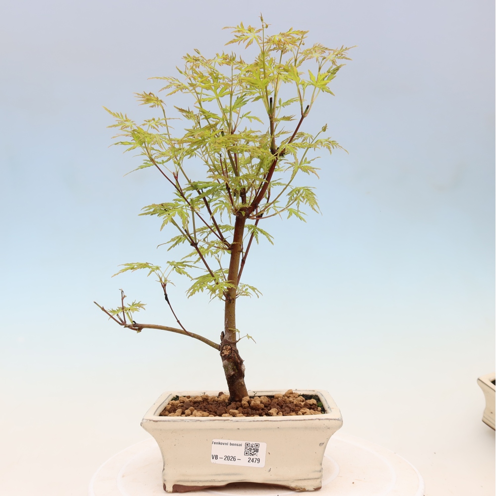 Outdoor bonsai - Acer palmatum Dissectum - Japanese Maple 