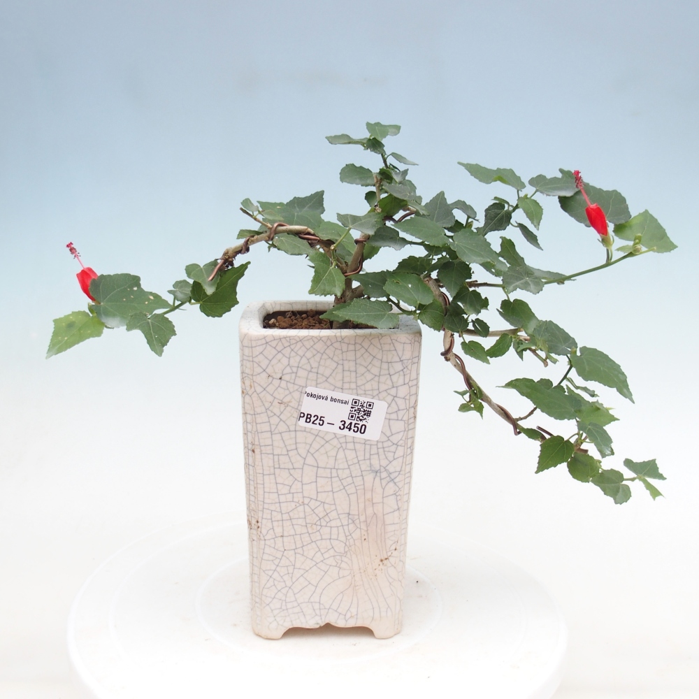 Indoor bonsai - Malvaviscus arboreus