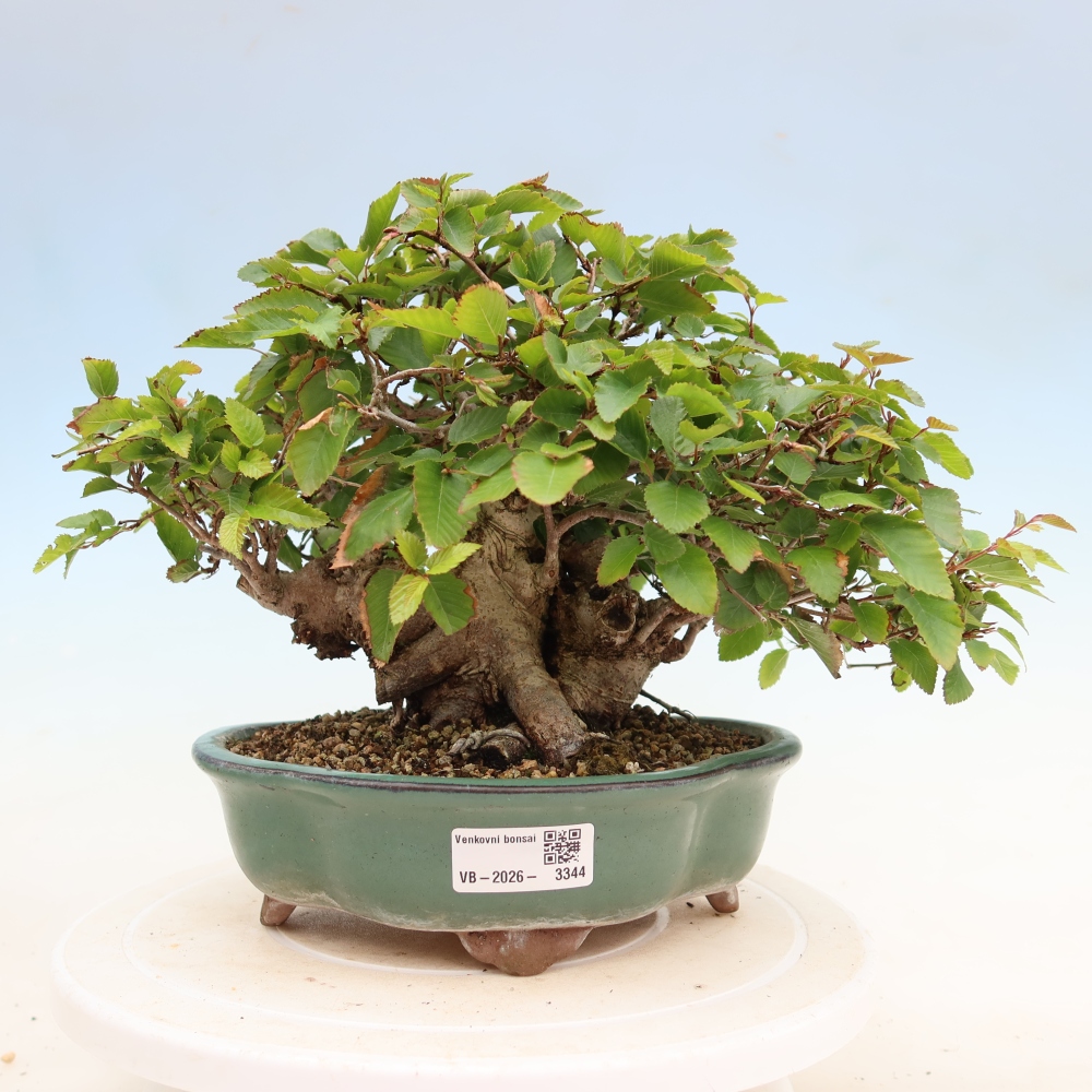Outdoor bonsai -Carpinus coreana - Korean Hornbeam