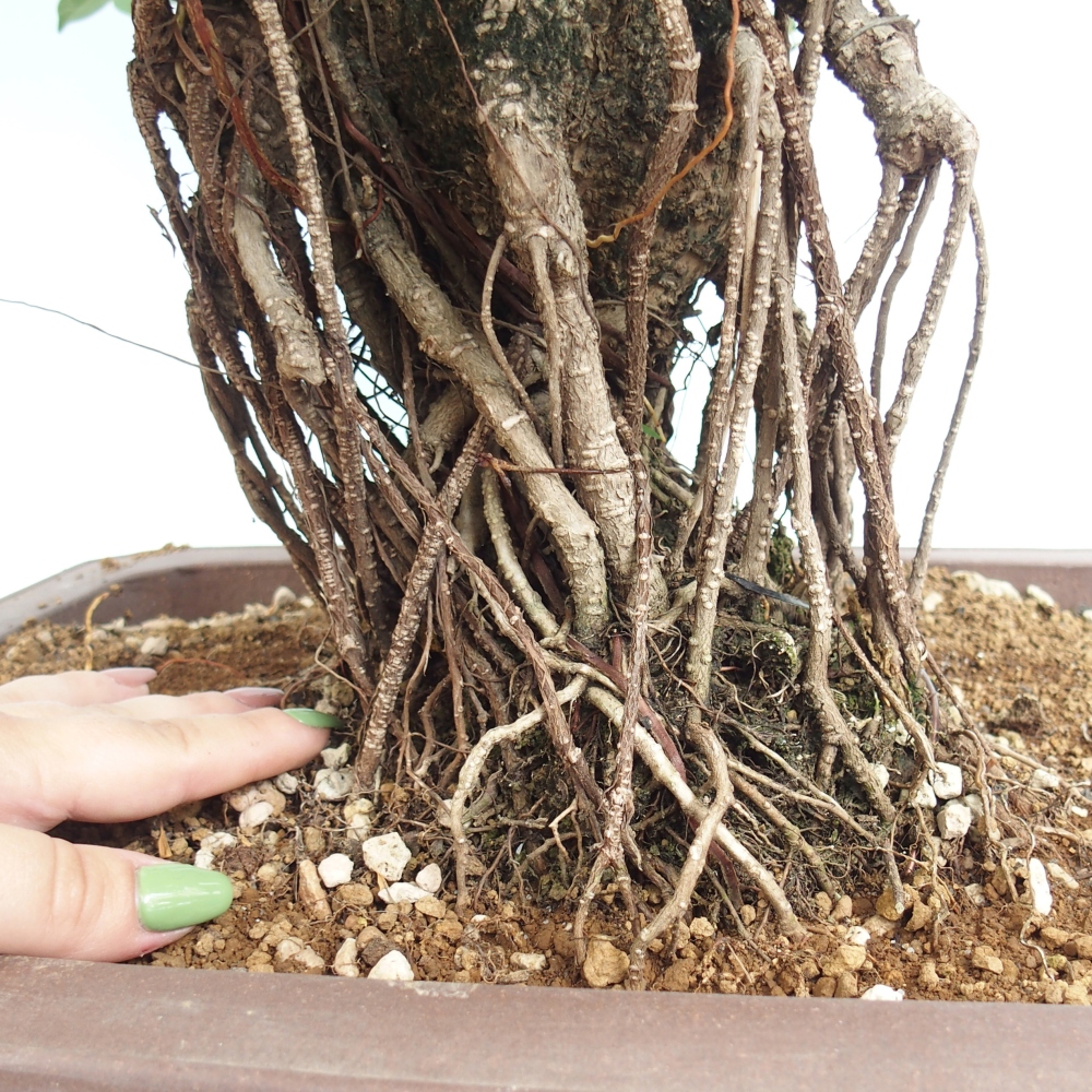 Room bonsai - Ficus kimmen - small-leaved ficus - PERSONAL COLLECTION ONLY or pallet transport