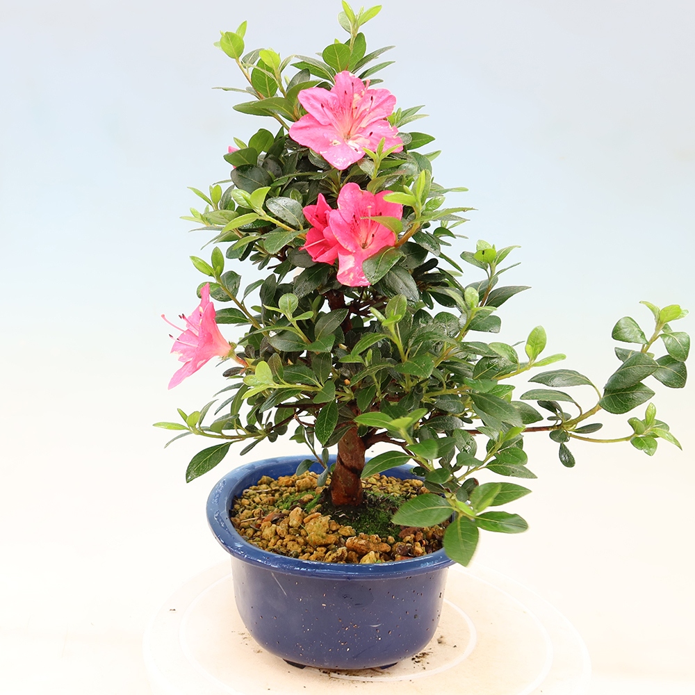 Outdoor bonsai - Japanese Azalea - Azalea Kobai