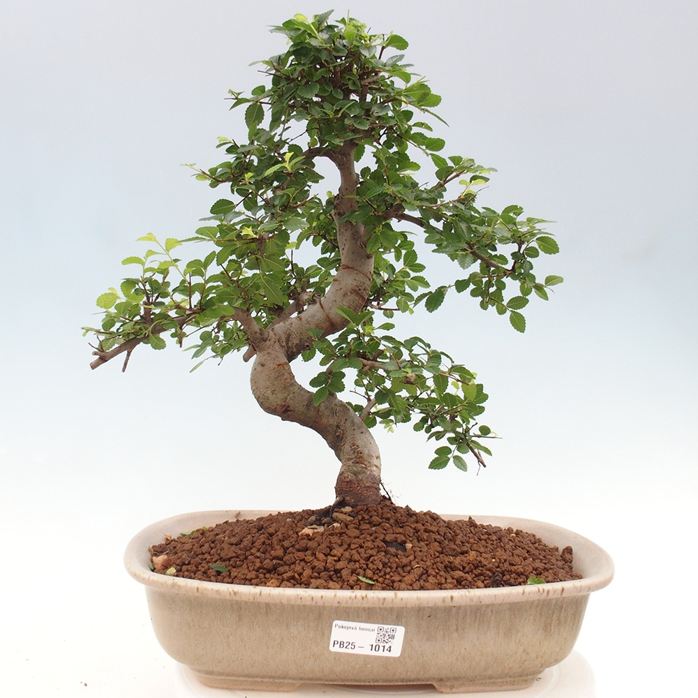 Indoor bonsai - Ulmus parvifolia - Small-leaved elm
