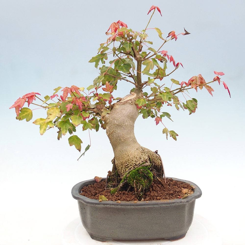 Outdoor bonsai - Maple Buergerianum - Burger Maple