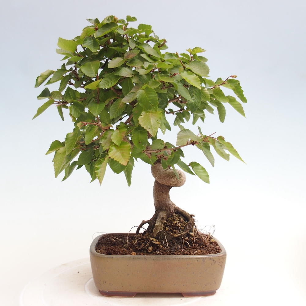 Outdoor bonsai -Carpinus CARPINOIDES - Korean hornbeam