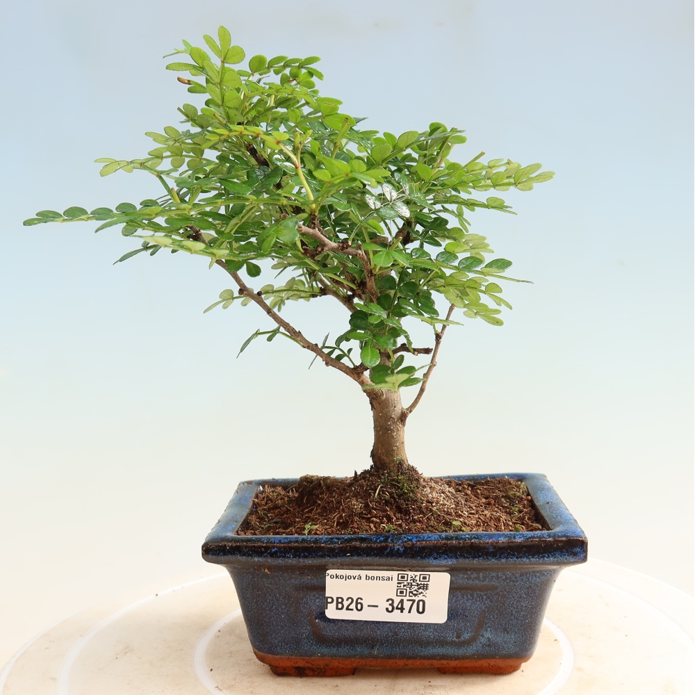 Room bonsai - Zantoxylum piperitum - pepper tree