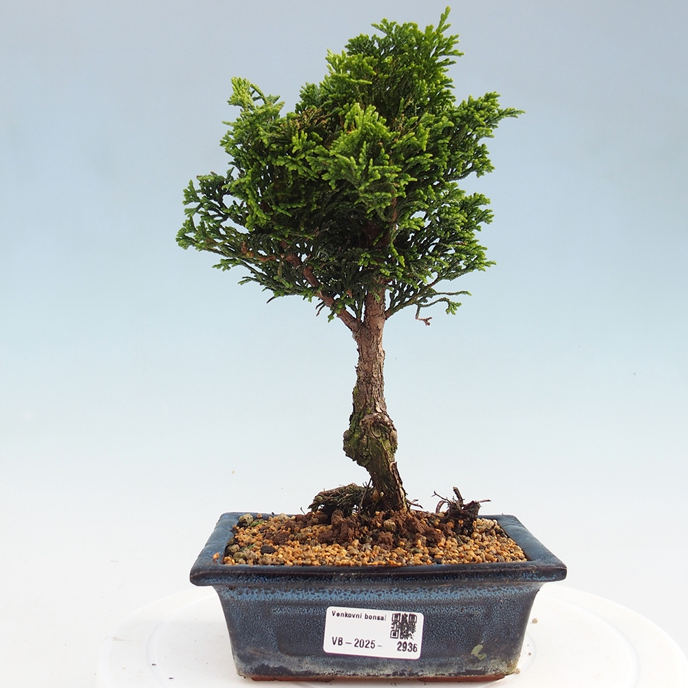 Outdoor bonsai - Cham.pis obtusa Nana Gracilis - Cypress
