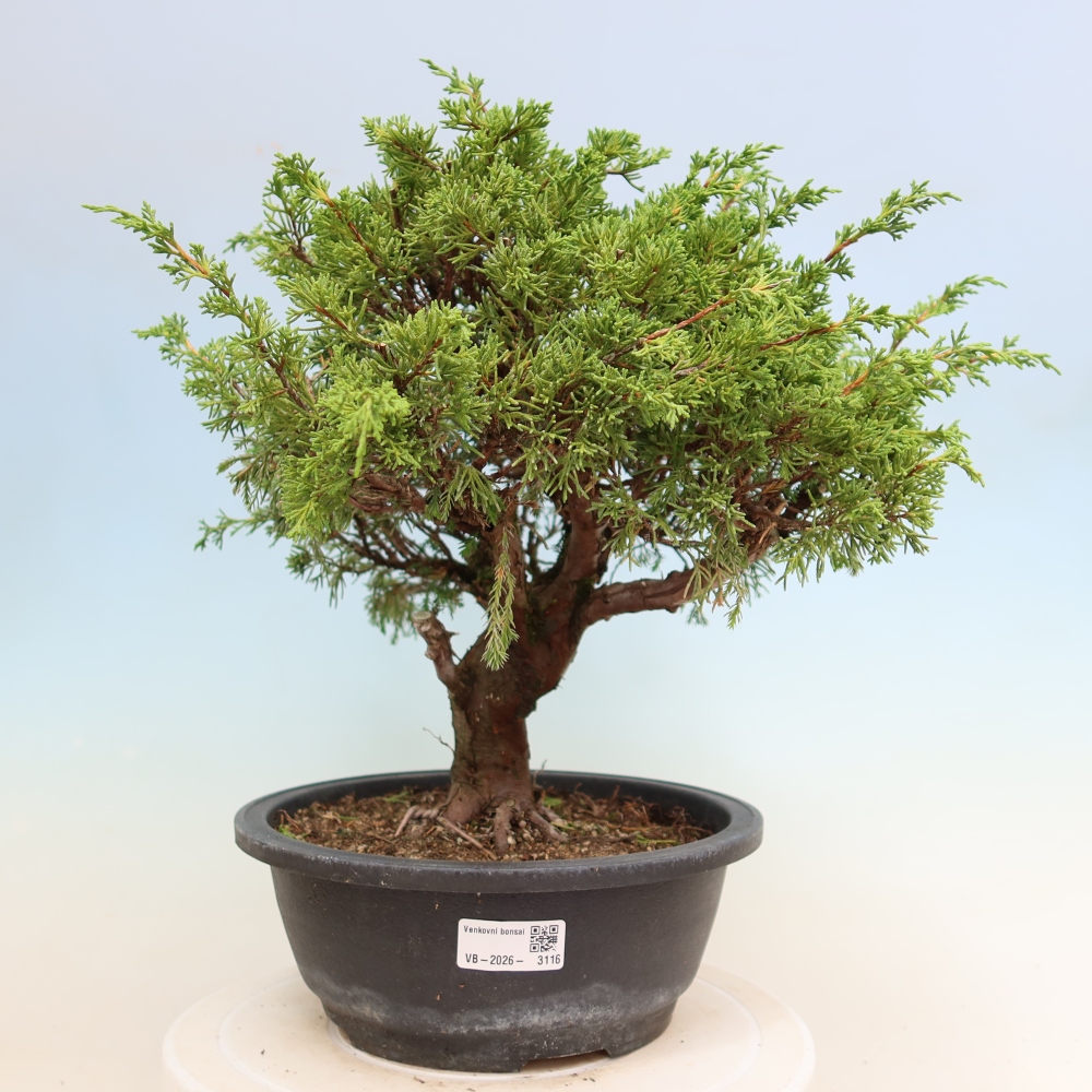 Outdoor Bonsai - Juniperus chinensis Itoigawa - Chinese Juniper