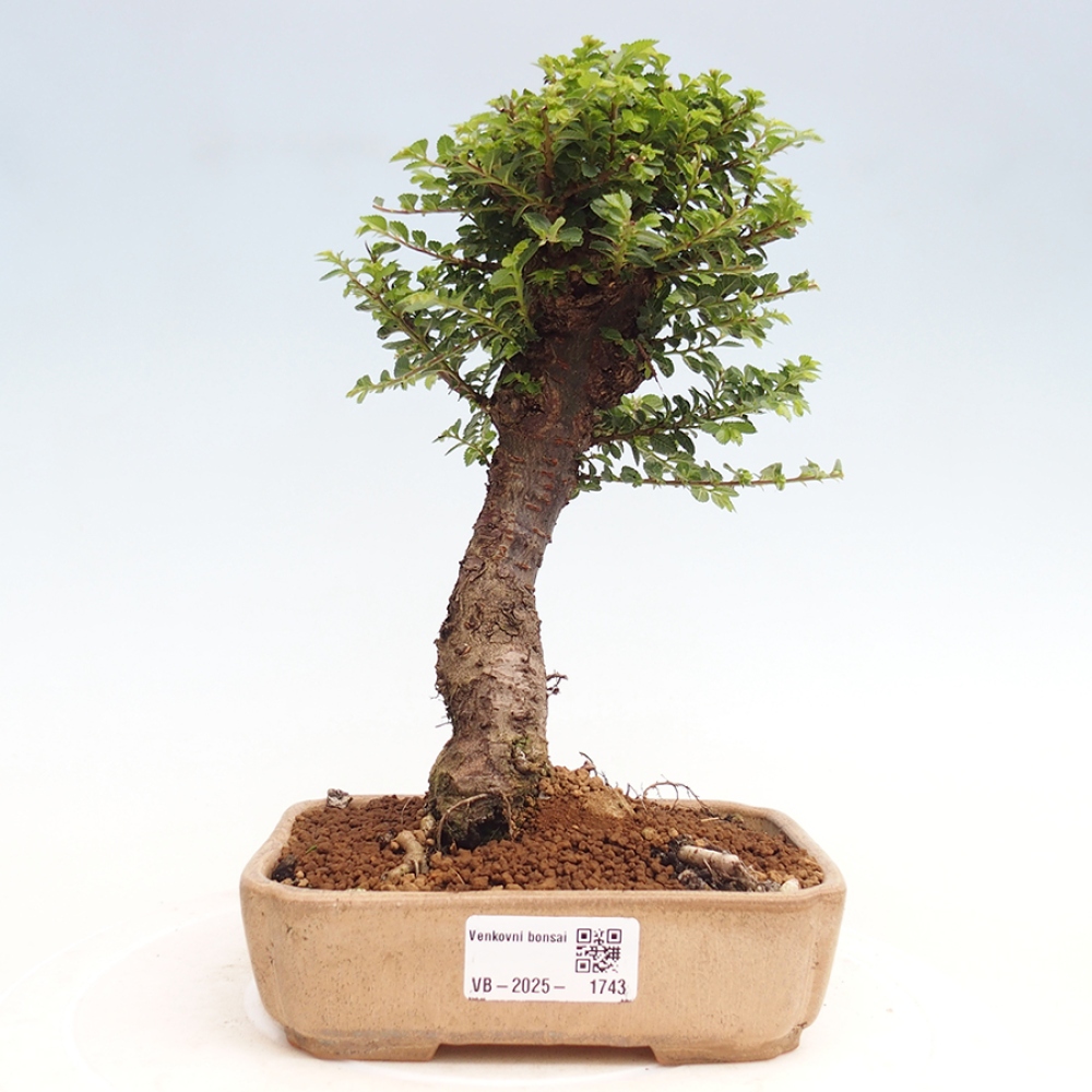 Outdoor bonsai - Ulmus parvifolia Hokkaido - Chinese elm